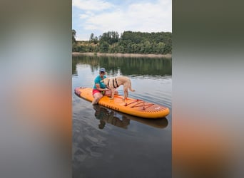 Skipper sucht seine Menschen..