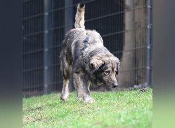 Ein großes Herz namens Sam....