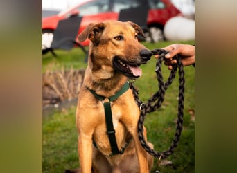 Jack sucht liebevolle Familie...