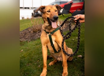 Jack sucht liebevolle Familie...