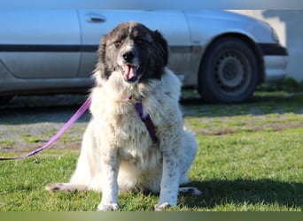 Bella unser Herzenshund...