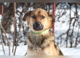 Janni sucht sein zu Hause...