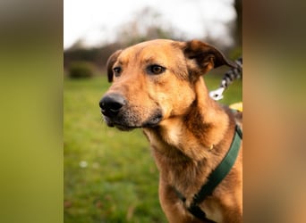 Jack sucht liebevolle Familie...