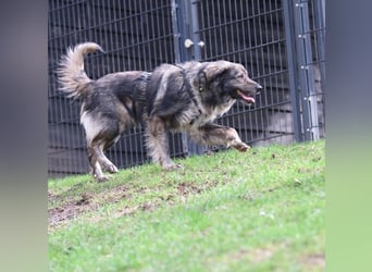 Ein großes Herz namens Sam....