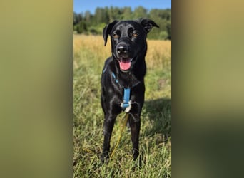 Otto