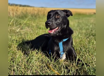Otto