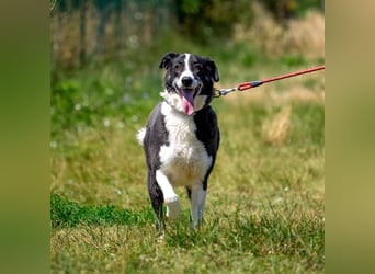 Domino - sucht Paten für einen schönen Lebensabend