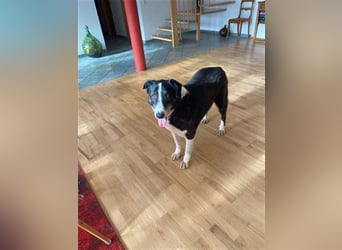 Domino - sucht Paten für einen schönen Lebensabend