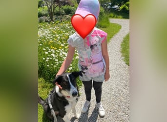 Domino - sucht Paten für einen schönen Lebensabend