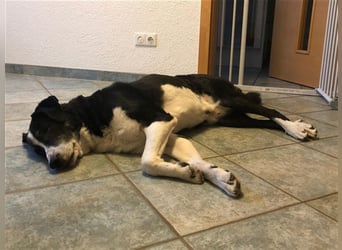 Domino - sucht Paten für einen schönen Lebensabend