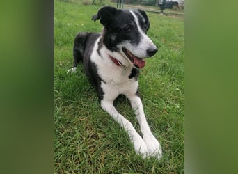 Domino - sucht Paten für einen schönen Lebensabend