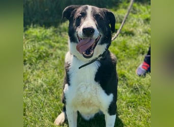 Domino - sucht Paten für einen schönen Lebensabend