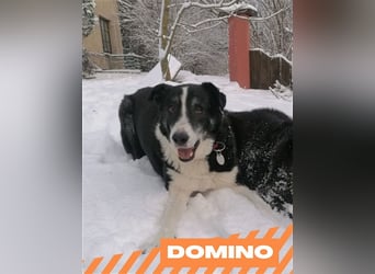 Domino - sucht Paten für einen schönen Lebensabend