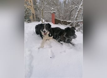 Domino - sucht Paten für einen schönen Lebensabend