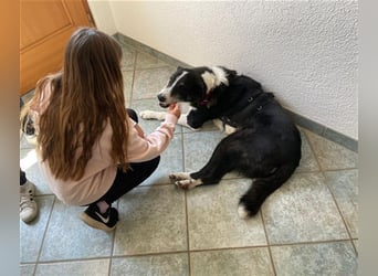 Domino - sucht Paten für einen schönen Lebensabend