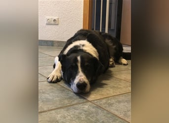 Domino - sucht Paten für einen schönen Lebensabend