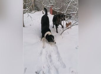 Domino - sucht Paten für einen schönen Lebensabend