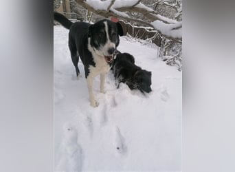 Domino - sucht Paten für einen schönen Lebensabend