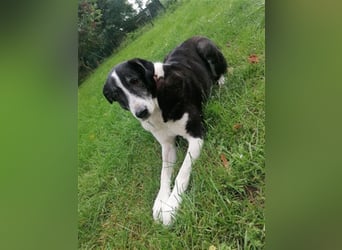 Domino - sucht Paten für einen schönen Lebensabend