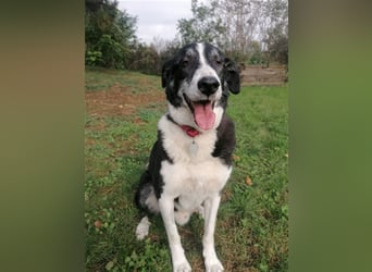 Domino - sucht Paten für einen schönen Lebensabend