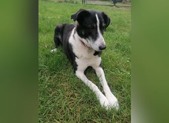 Domino - sucht Paten für einen schönen Lebensabend