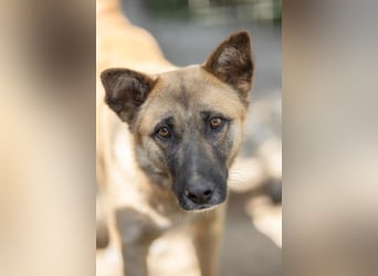 Rumo der Chameur sucht Familie