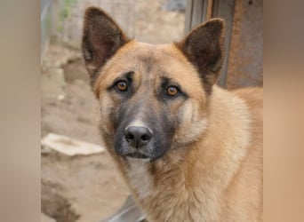 Rumo - Witzbold mit Charakter