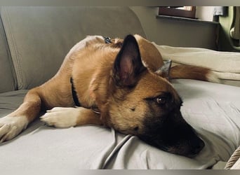 Sensibler RUMO sucht seine Familie