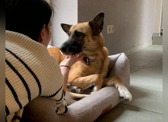 RUMO - hübscher Rüde sucht ein einfühlsames Zuhause