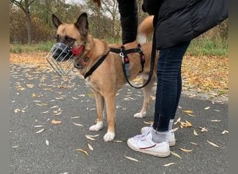 RUMO - hübscher Rüde sucht ein einfühlsames Zuhause
