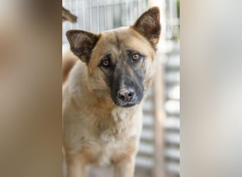 Rumo - Witzbold mit Charakter