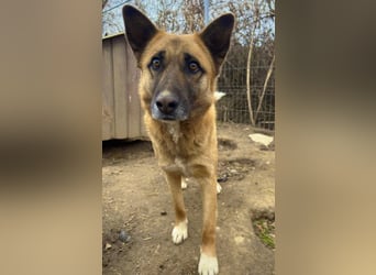 Rumo der Chameur sucht Familie