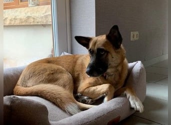 Sensibler RUMO sucht seine Familie