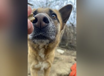 Rumo - Charmeur der klare aber ruhige Führung sucht