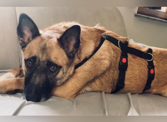 Rumo - Witzbold mit Charakter