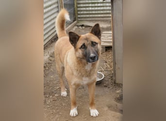 Rumo - Charmeur der klare aber ruhige Führung sucht