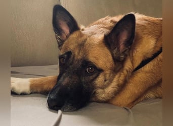 Rumo - Charmeur der klare aber ruhige Führung sucht