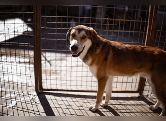 Luki ❤️ aufgeschlossener, lieber Junghund!