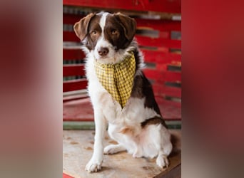 ♥Šarenko♥ toller, verschmuster 3-Beiner