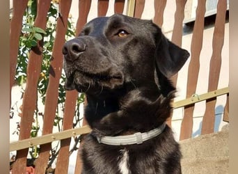 SCOOBY❤️lebensfroher, aktiver Lausbub und sehr menschenbezogen