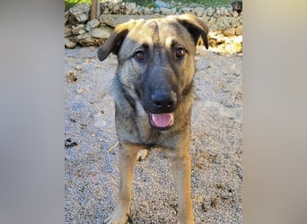 CharmingBoy ♥Luis♥ liebenswertes Fellherz