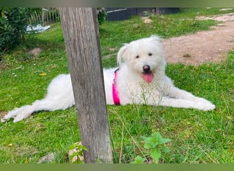 Kluge, freundliche ♥ Lucy ♥ wartet bereits in 22145 Hamburg auf ihren Für-Immer-Familienanschluss