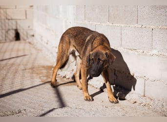 Pico ❤️ junger verschmuster, liebevoller Rüde
