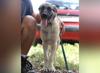 HSH-Mix YOMA❤️fröhlich, aufgeschlossen & katzenverträglich
