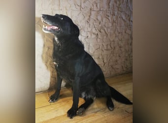 Megi ❤️ herzliche, sanfte Hunde-Seniorin