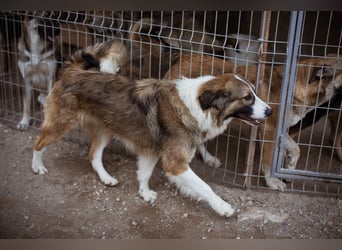 Energiebündel Jonesy - sucht Liebe und Halt Energiebündel Jonesy - sucht Liebe und Halt