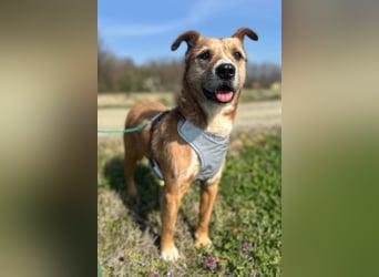 Floki ❤️ freundlicher & so menschenbezogener Familienhund