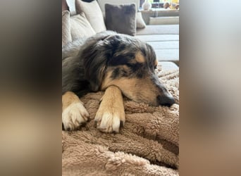 Sensibler Jungrüde ♥BALU♥ wartet schon in 59174 Kamen auf seine Für-Immer-Menschen