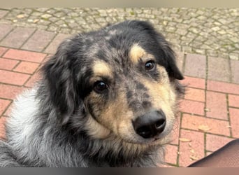 Sensibler Jungrüde ♥BALU♥ wartet bereits in 59174 Kamen auf seine eigene Familie