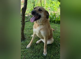 Schöne ♥ Stella ♥ aktiv und lieb, auch besonders zu Kindern